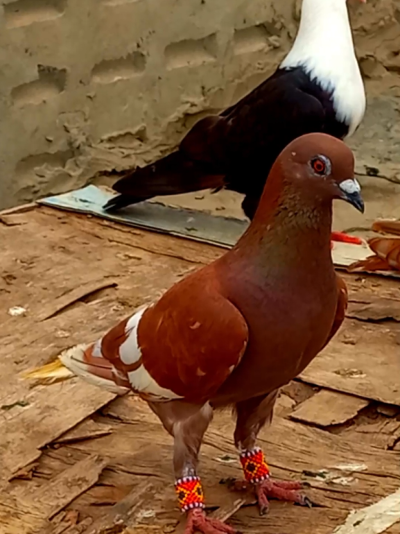 @𝑹𝒂𝒔𝒉𝒊𝒅 𝑻𝒂𝒃𝒂𝒔𝒔𝒖𝒎