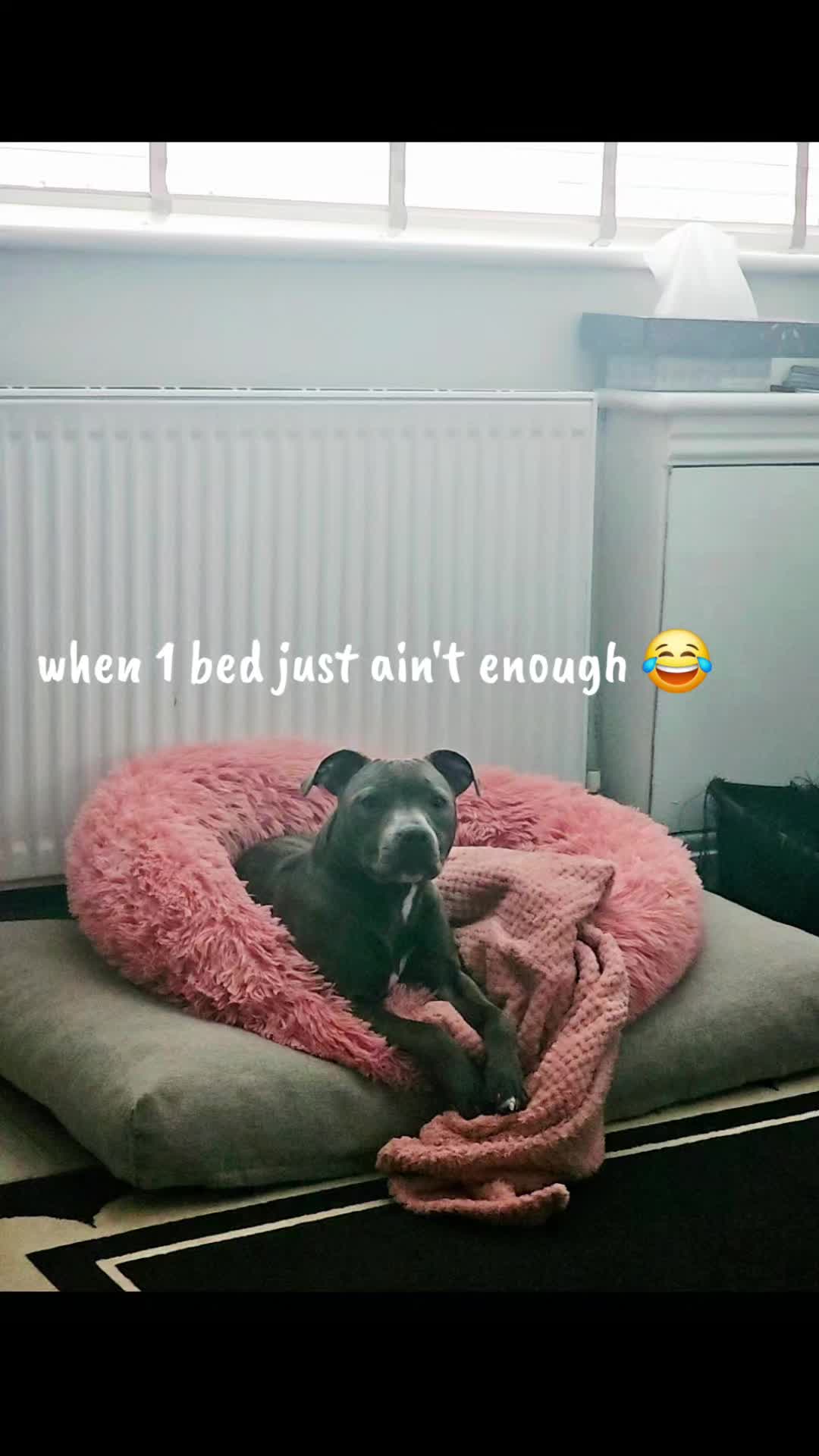 @mabel-bluestaffy 💗