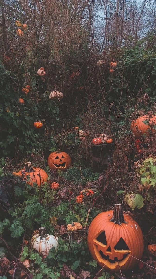 @🎃𝕽𝖆𝖈𝖍𝖊𝖑🦇