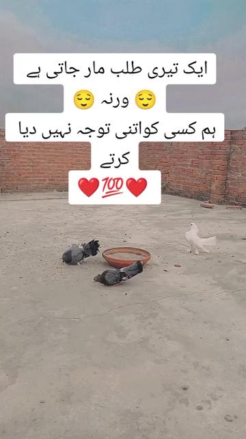 @Abid🌹Bhatti 💞