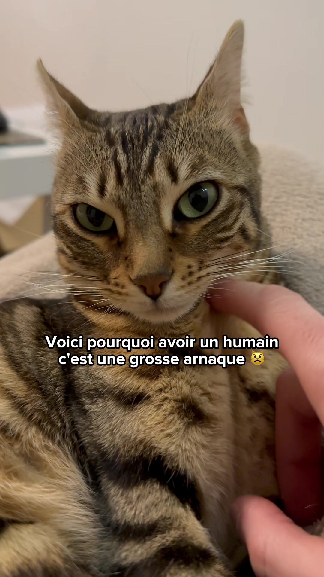 @Ricki the Bengal