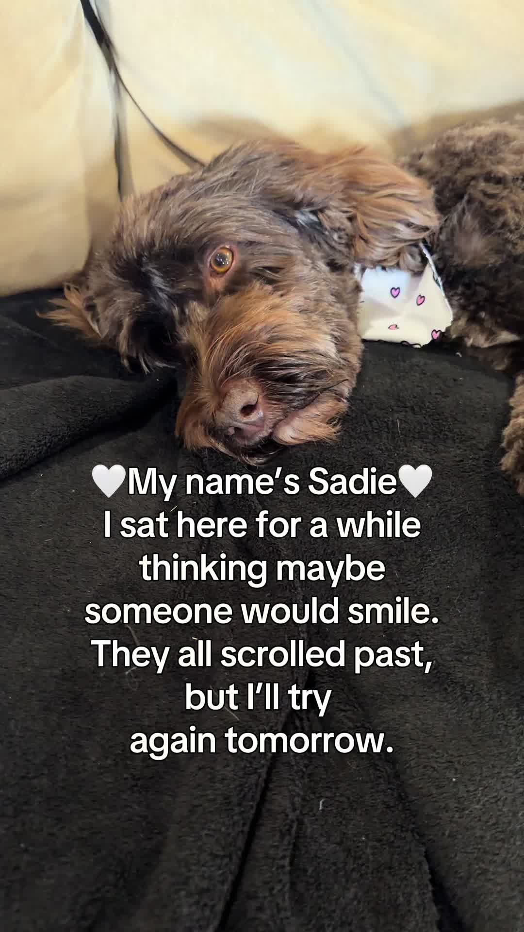 @Sadie the Doodle