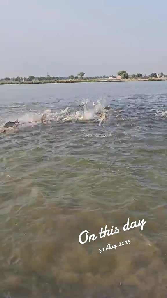 @fish catching video