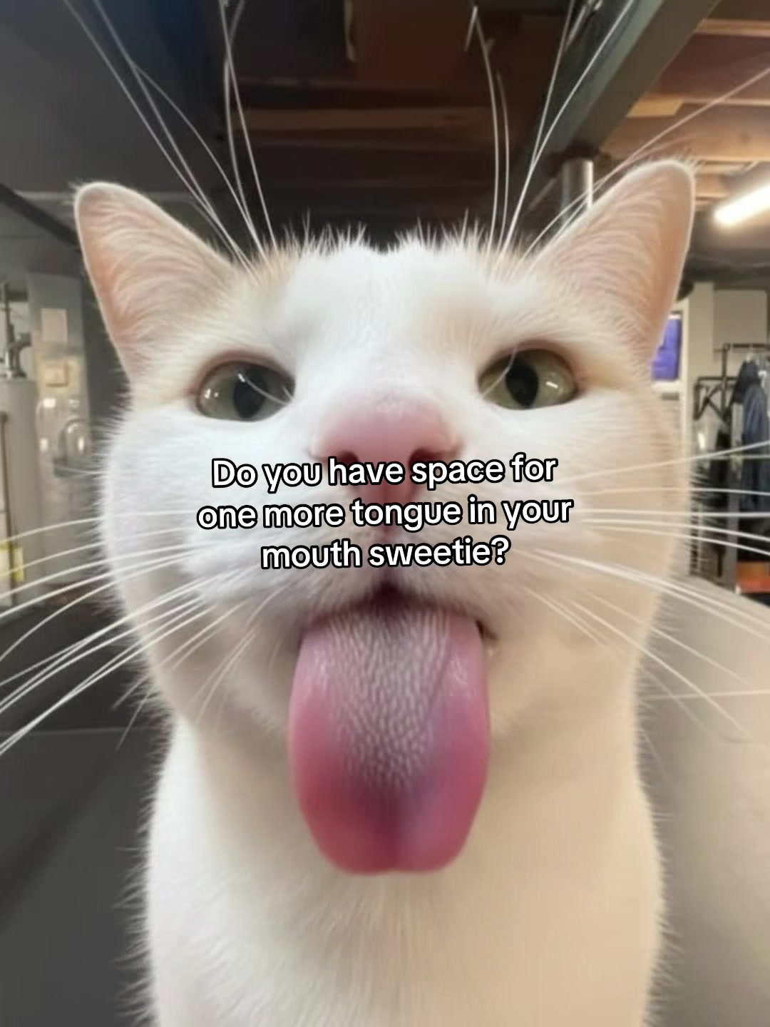 @Alice.cattok