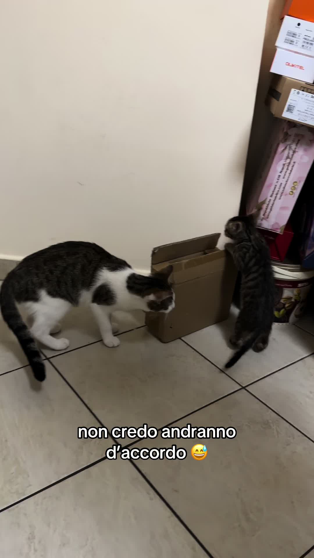 @Desiree Giuffrida