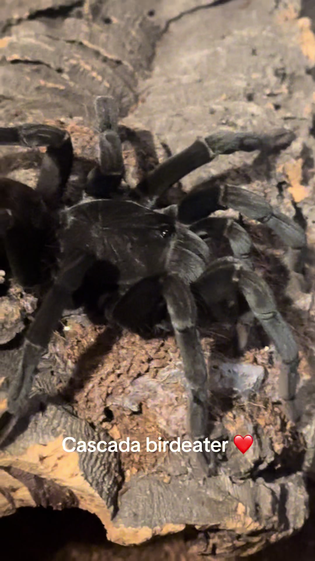 @The Spider Caravan