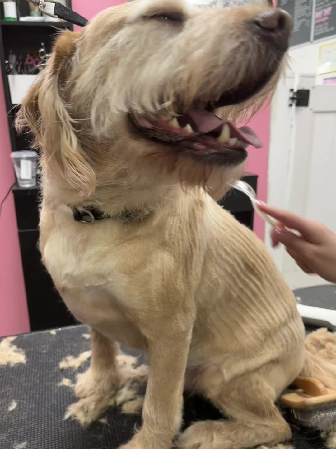 @The_BeautyBark