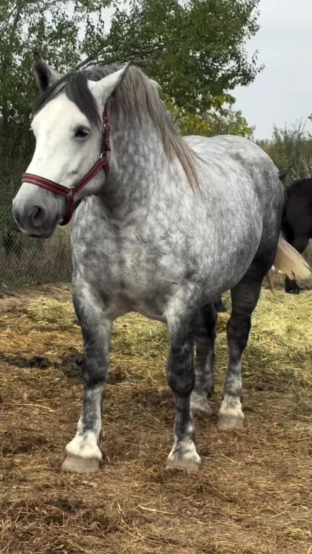 @🐴spartanu80🐴