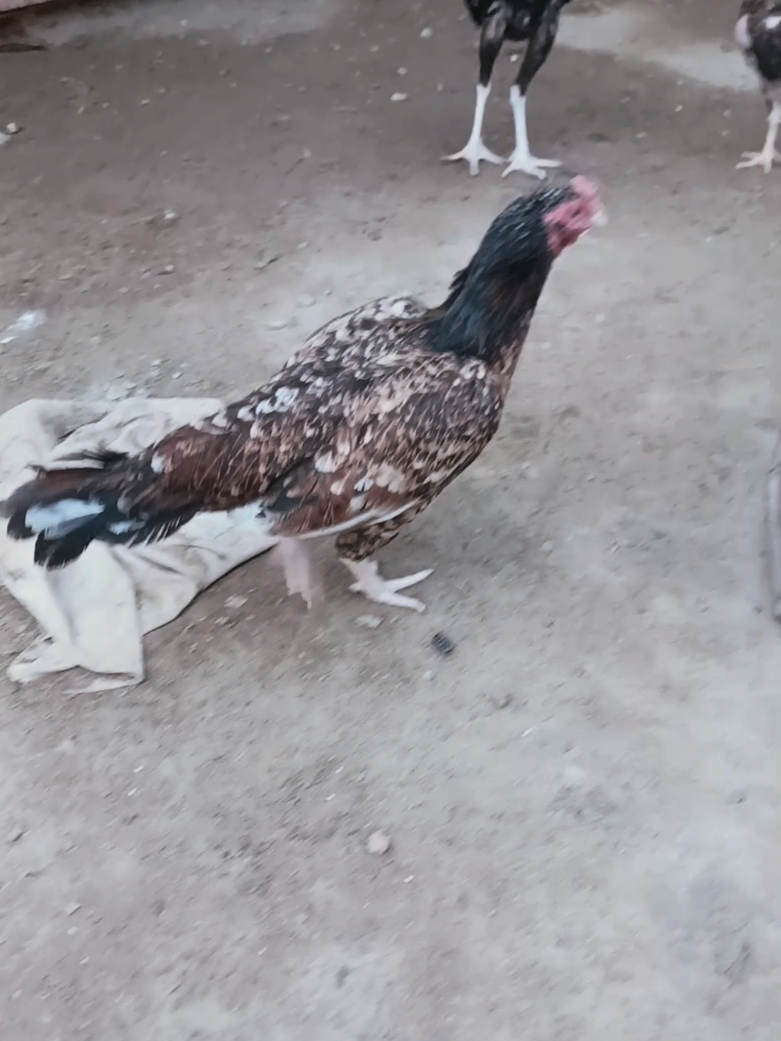 @Sajjad Aseel Farm