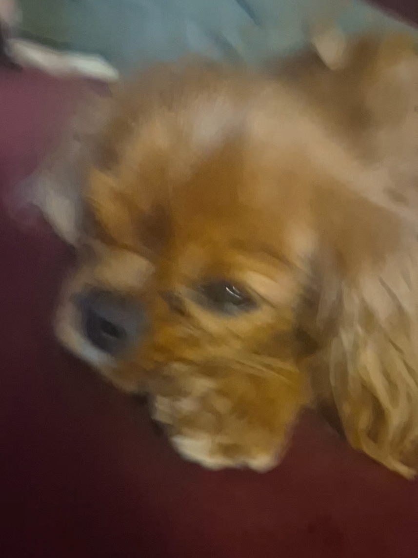 @Tubliroblox