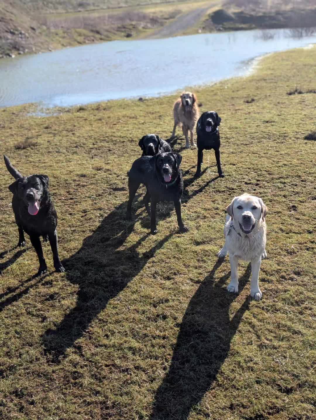 @Tracy's dog walking