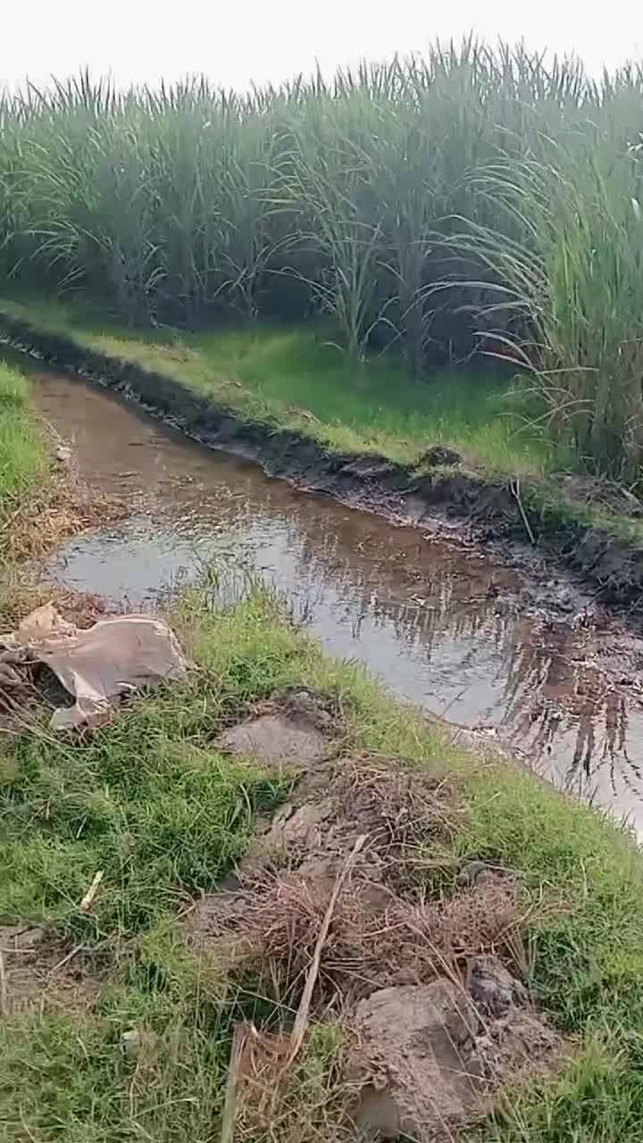 @salmanbrand33