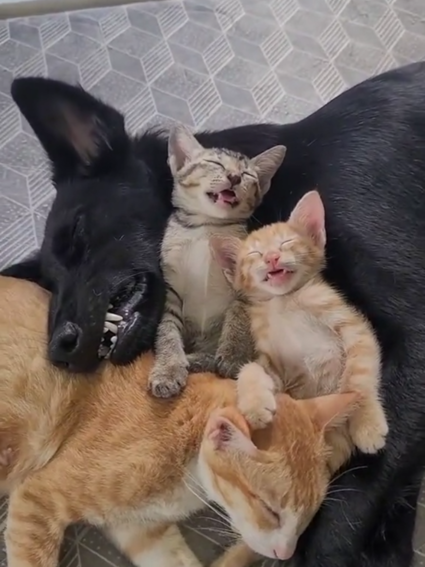 @Random Cat Stuff