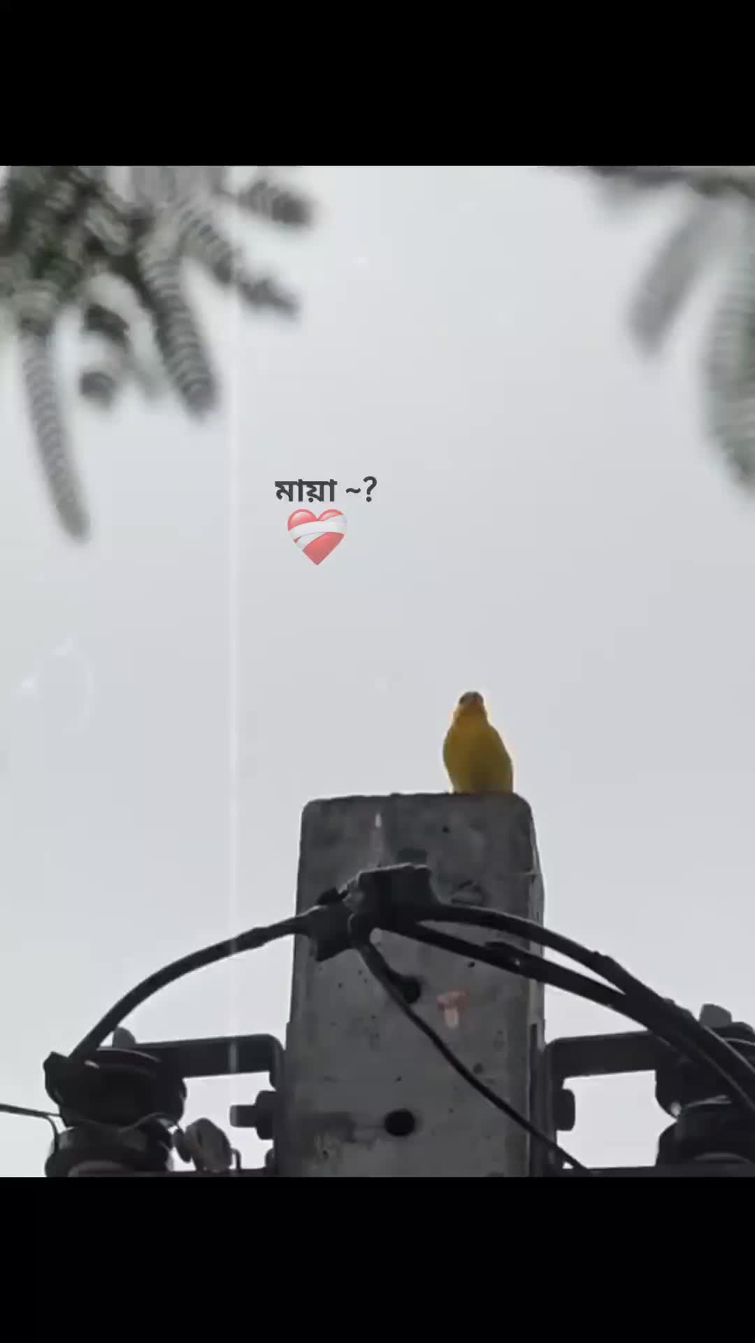 @〲ᴍᴇʜᴇᴅɪ 卝 ⸙