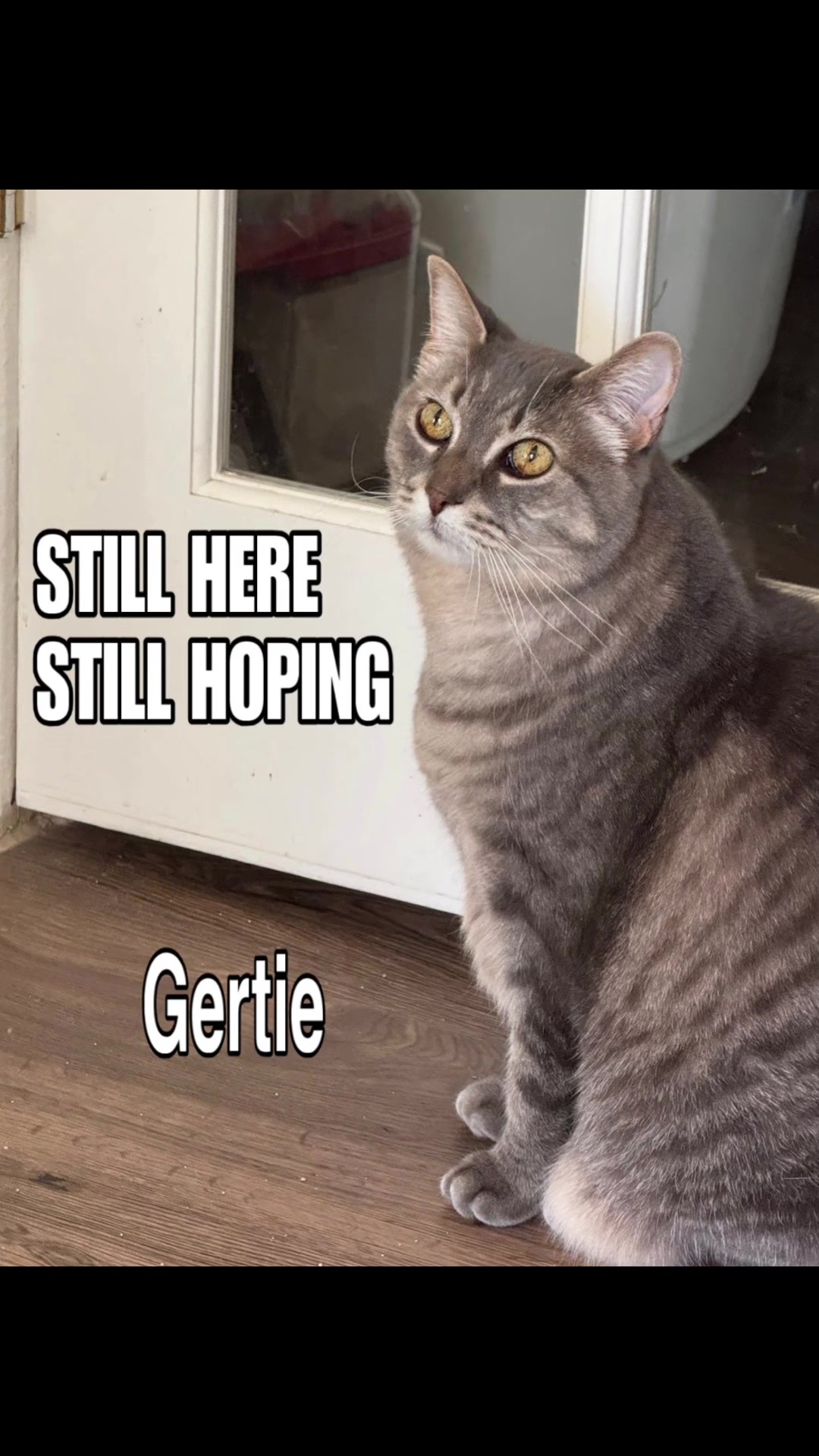 @North Toronto Cat Rescue