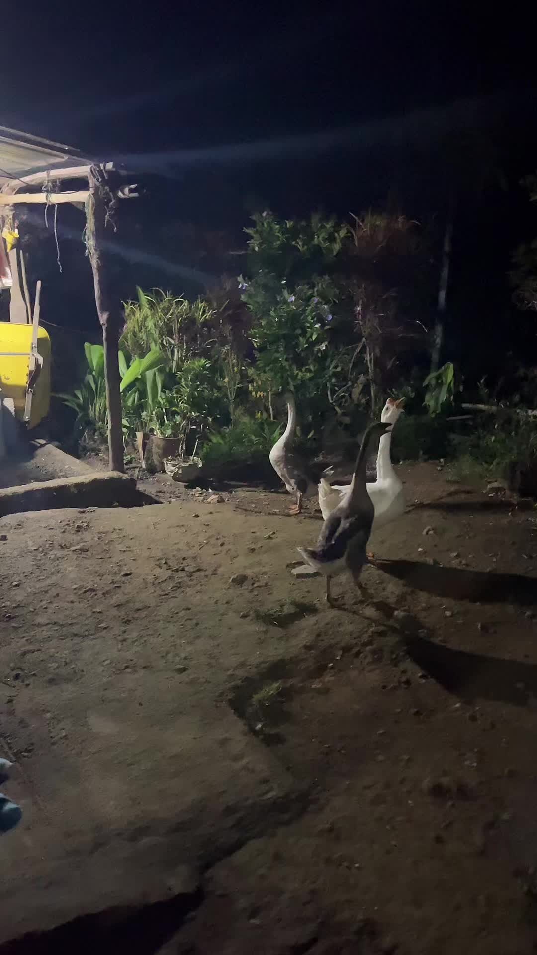 @๐๐๐๐๐๐
๐๐๐๐๐ ๐ซก๐