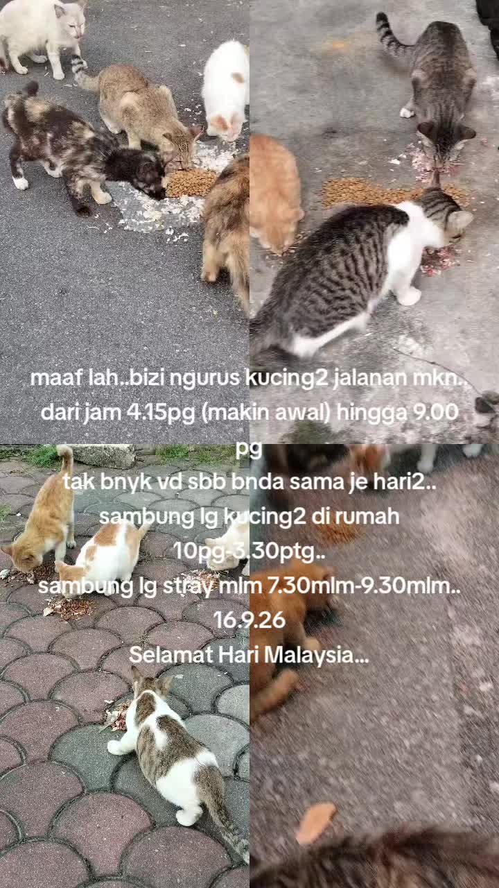@MaderCats