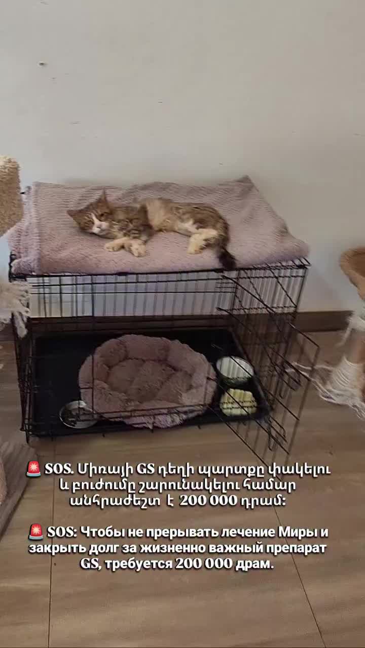 @CAToo Cat Rescue Armenia
