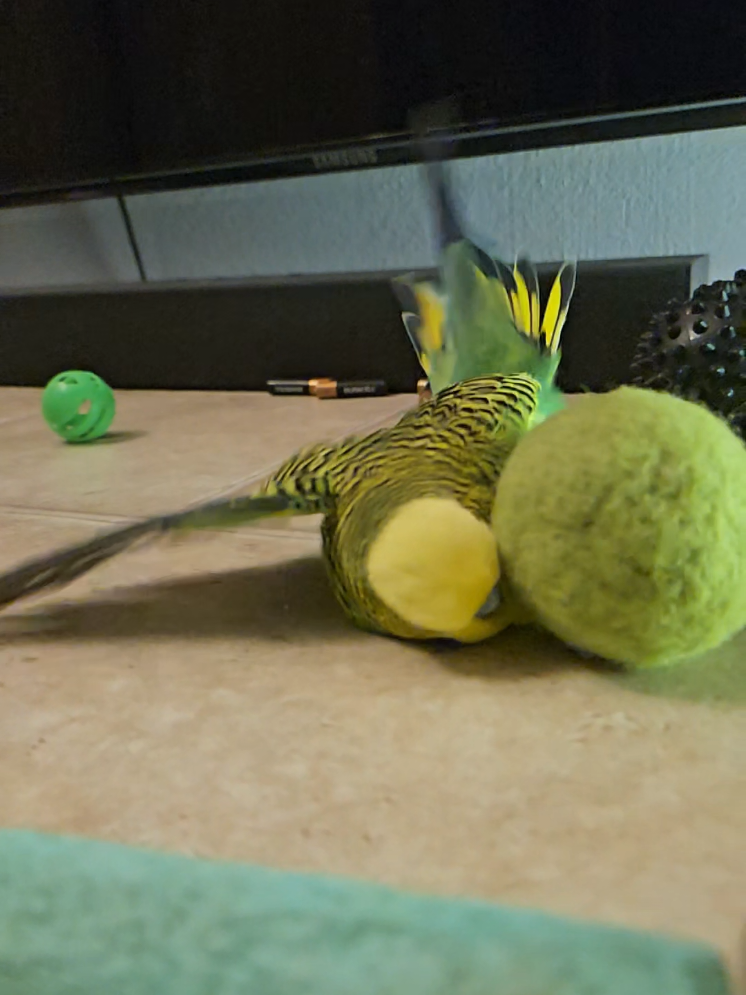 @Run Slow-Mo Charlie🦜