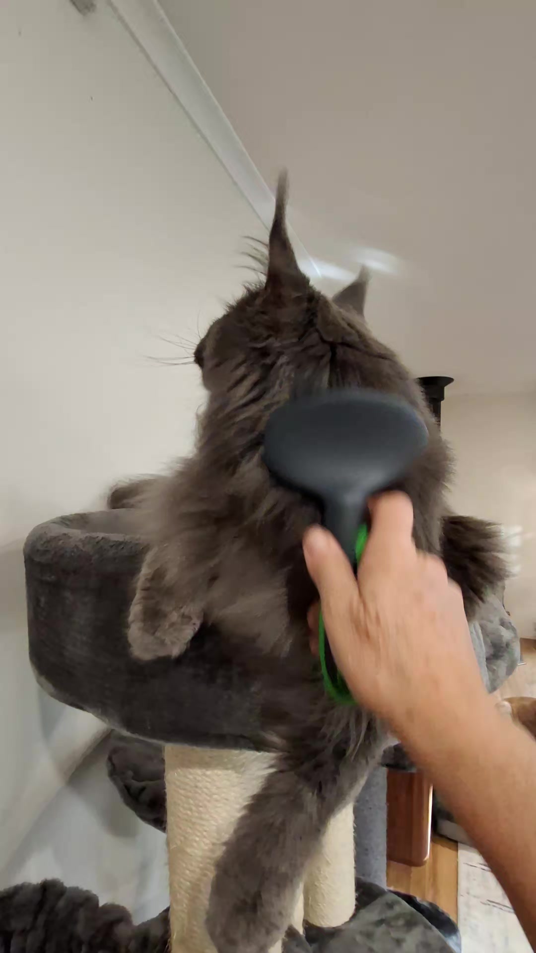 @Ragnar the Maine Coon 🐈