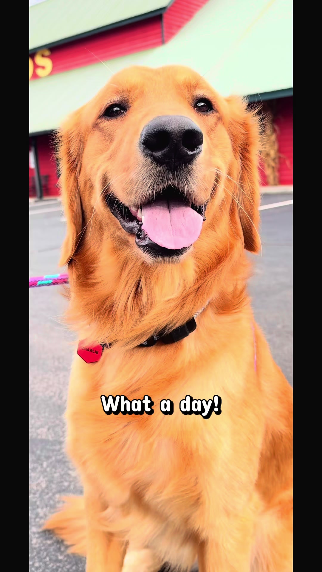 @Charlie the Golden