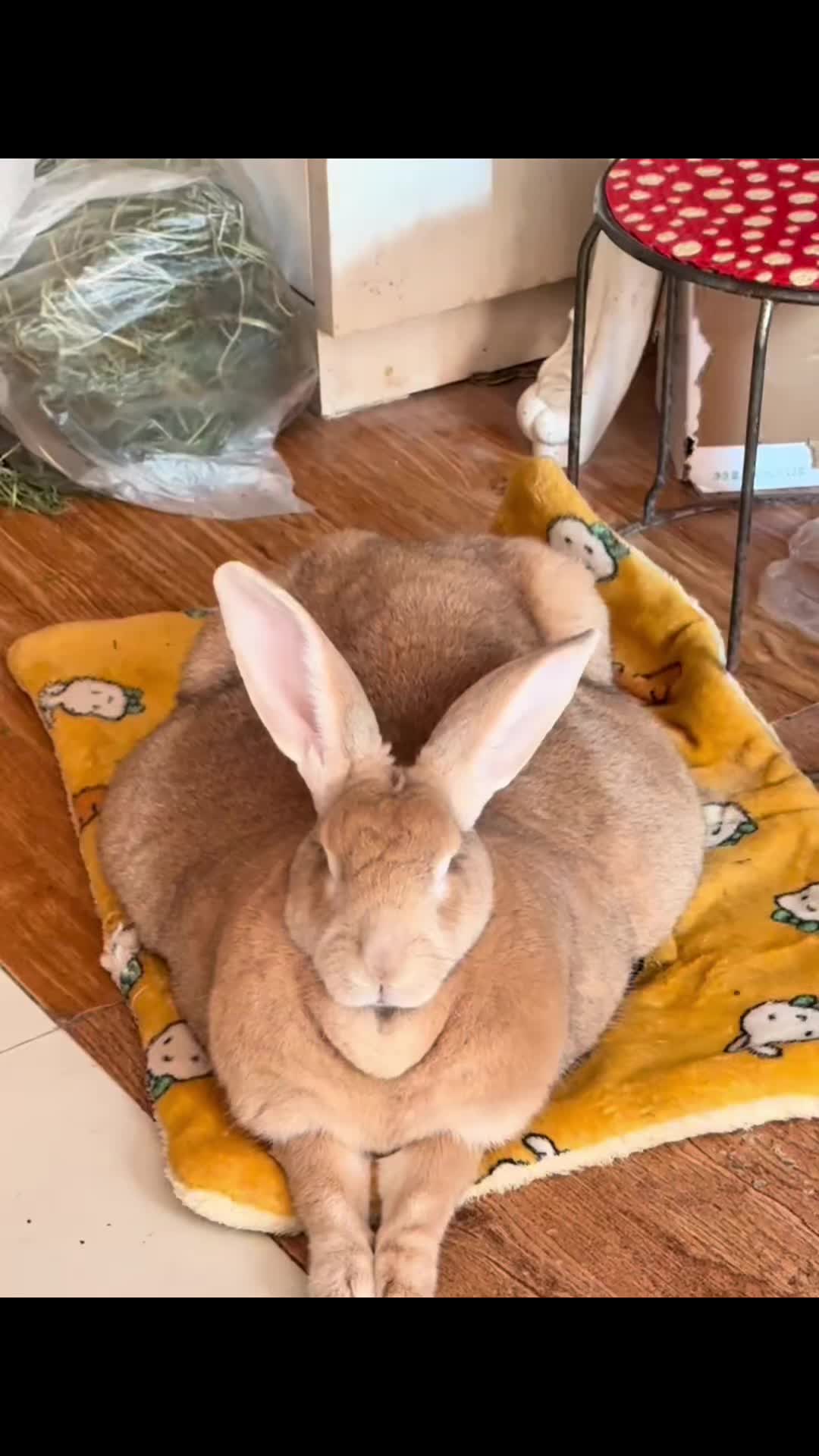 @RabbitNow19