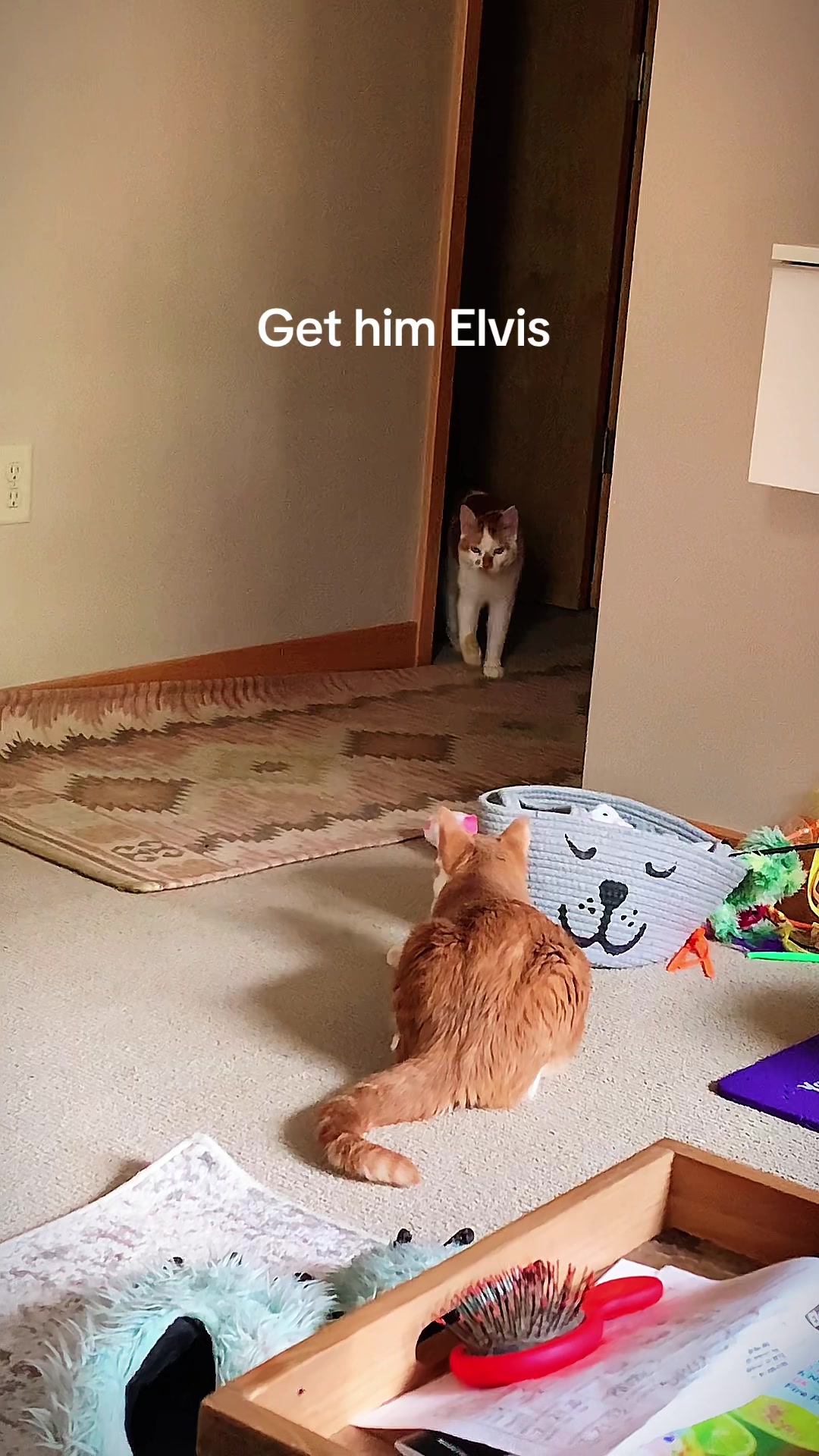 @🐈 Elvis & Friends 🐈