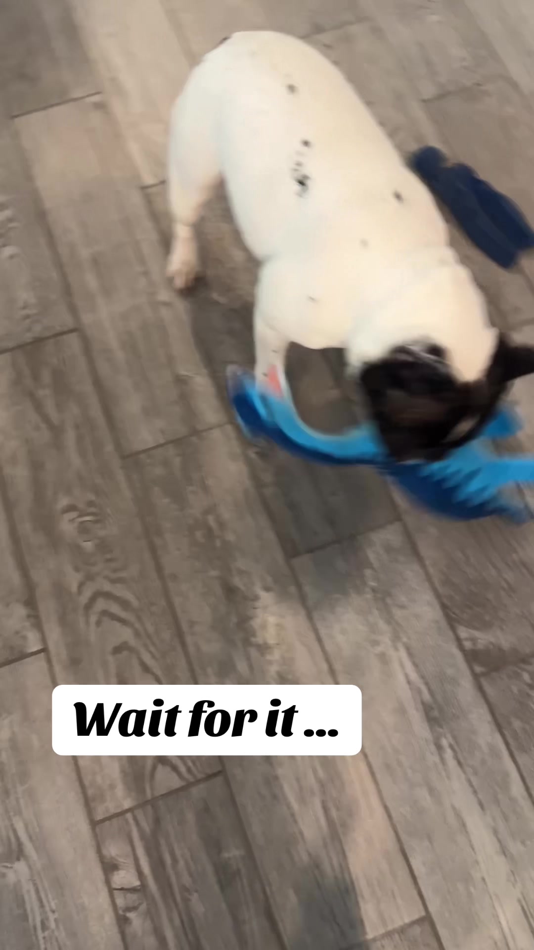 @Luna the Frenchie & Friends