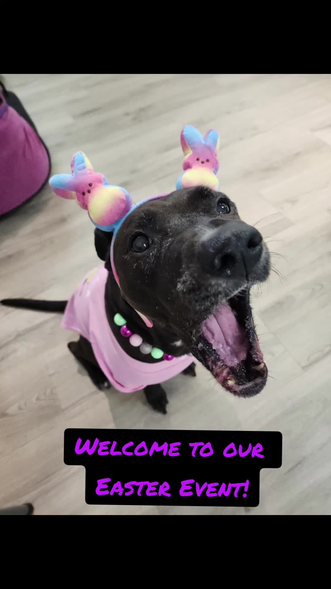 @bigbadscarypitbulls