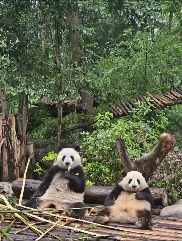 @lovepandas05