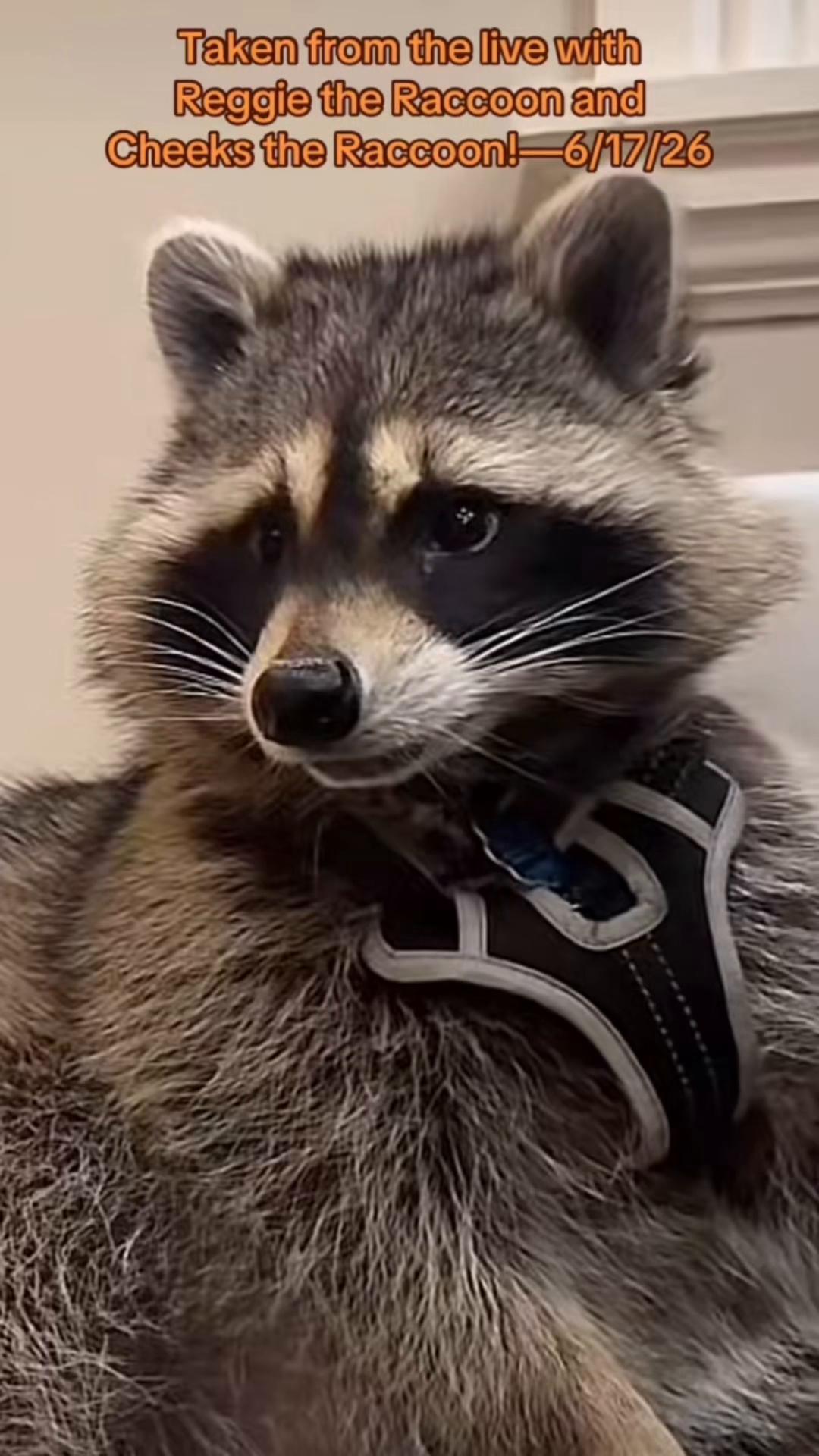 @LoneWolfKritterKam