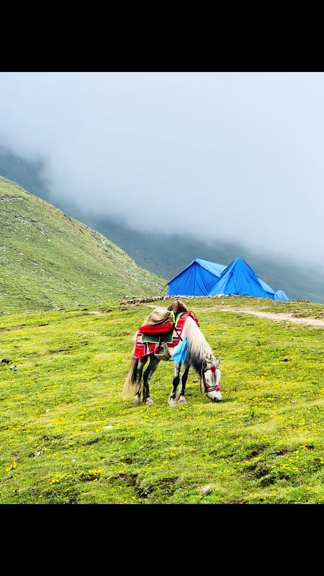 @थिँयाल 🌿