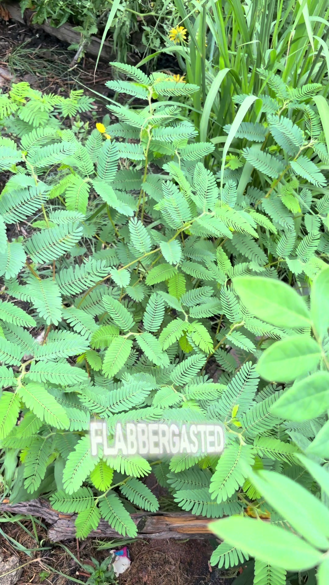 @Aimlessly Wandering