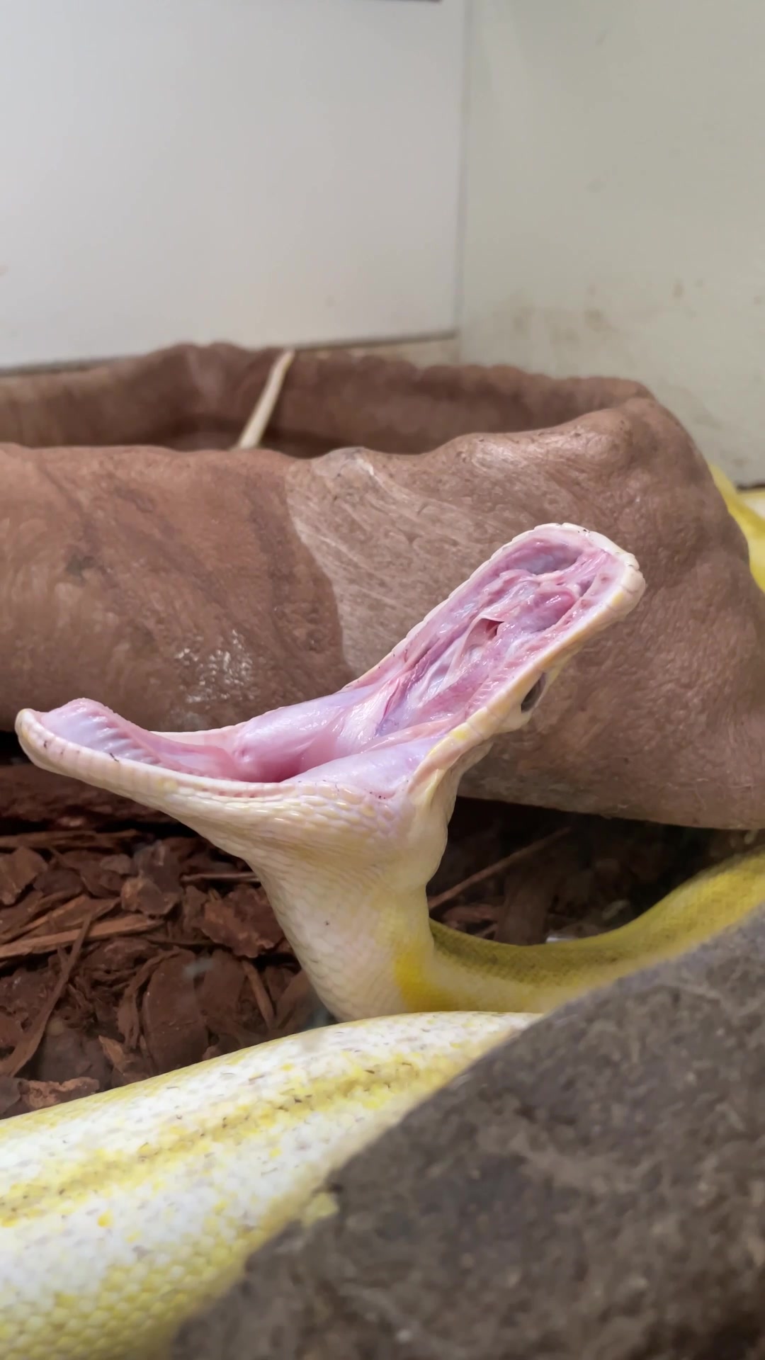 @The Reptile Zoo