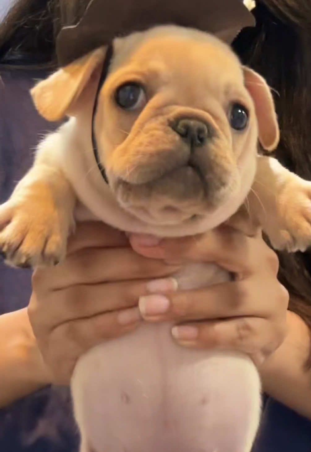 @All Pets Club