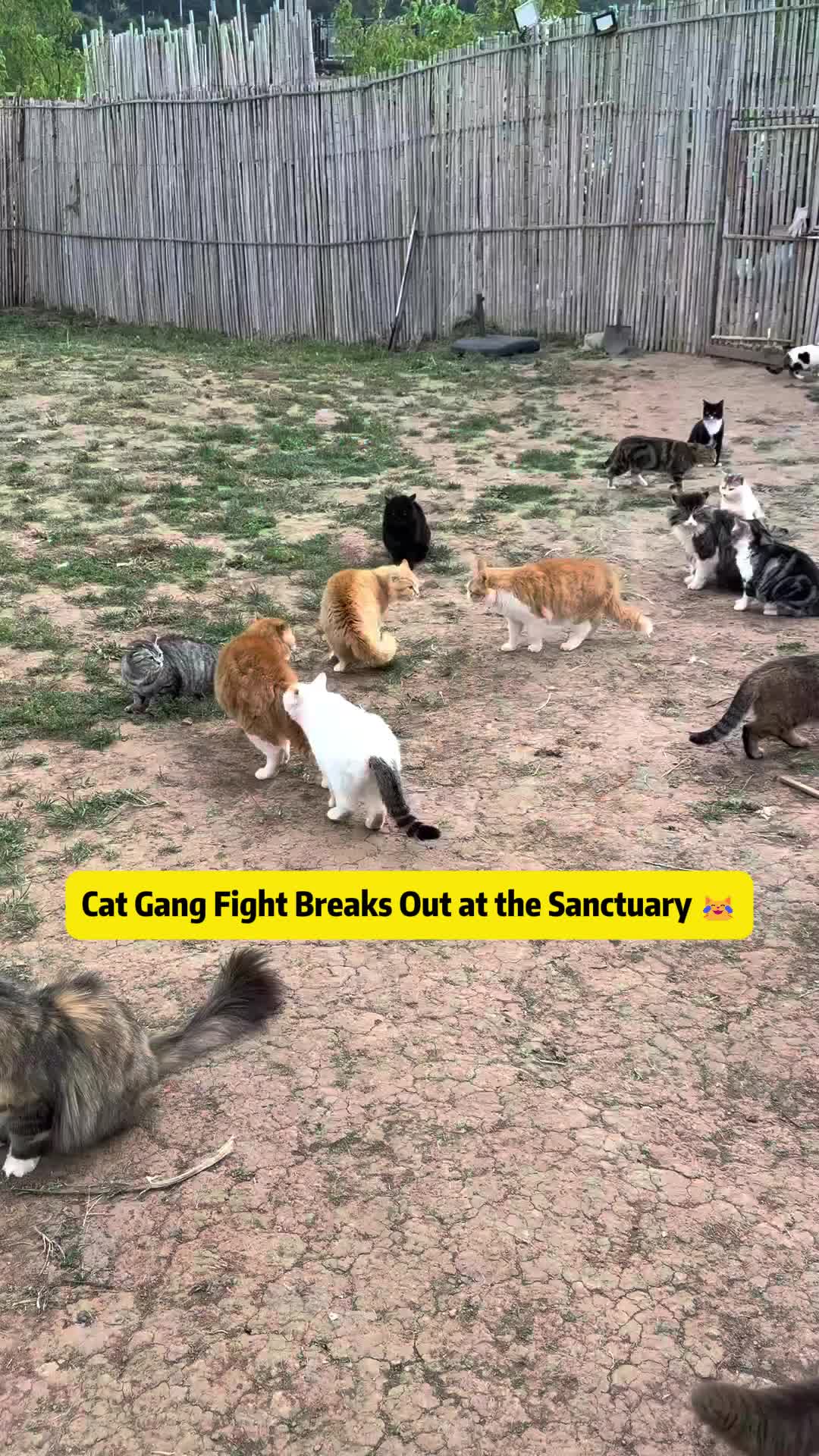 @Stray Cat Talkz