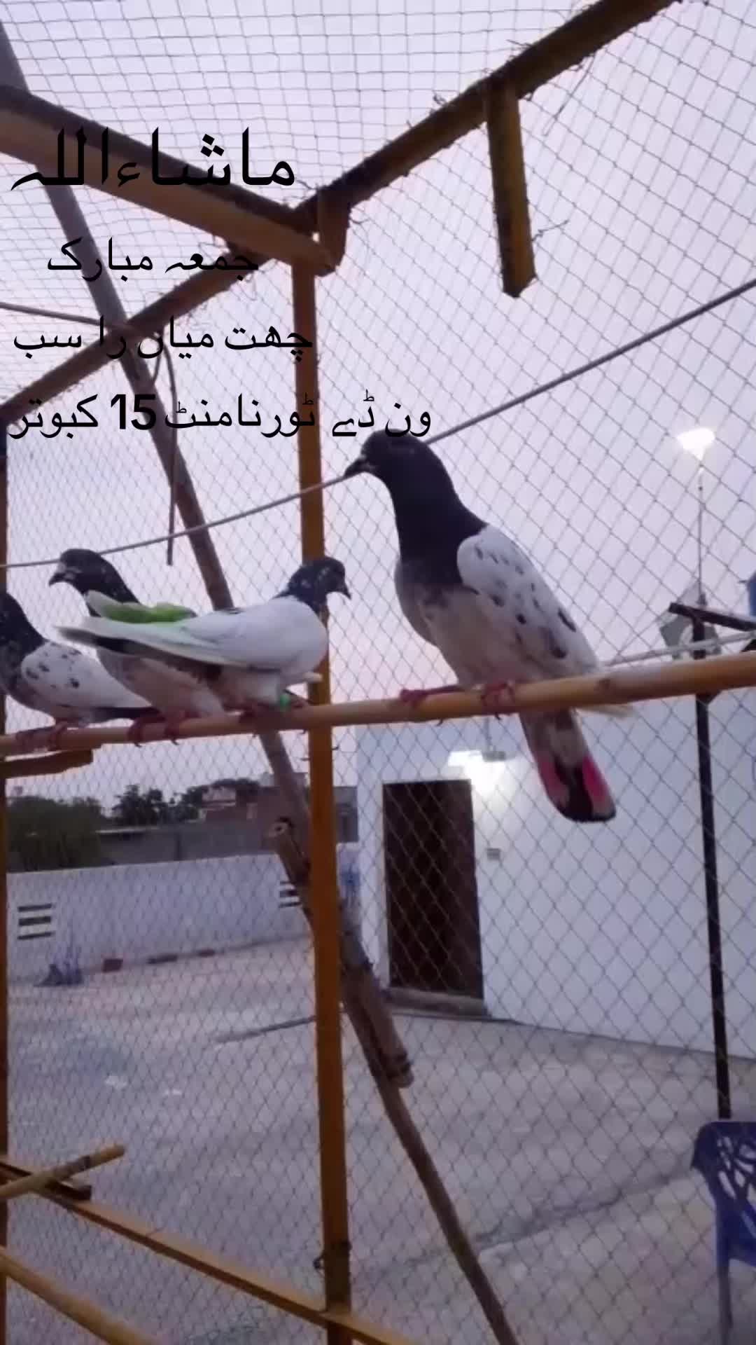 @❤️ راسب انصاری