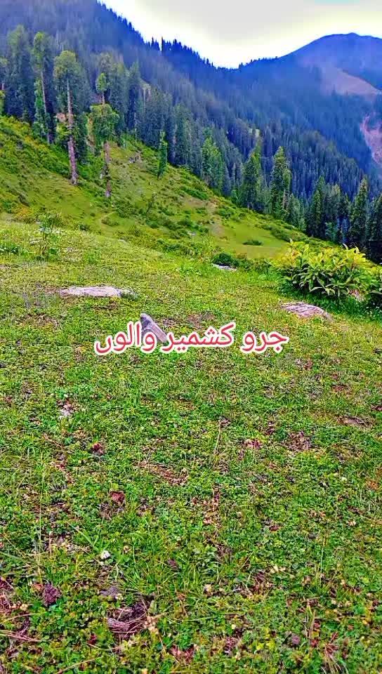@انجان لڑکی