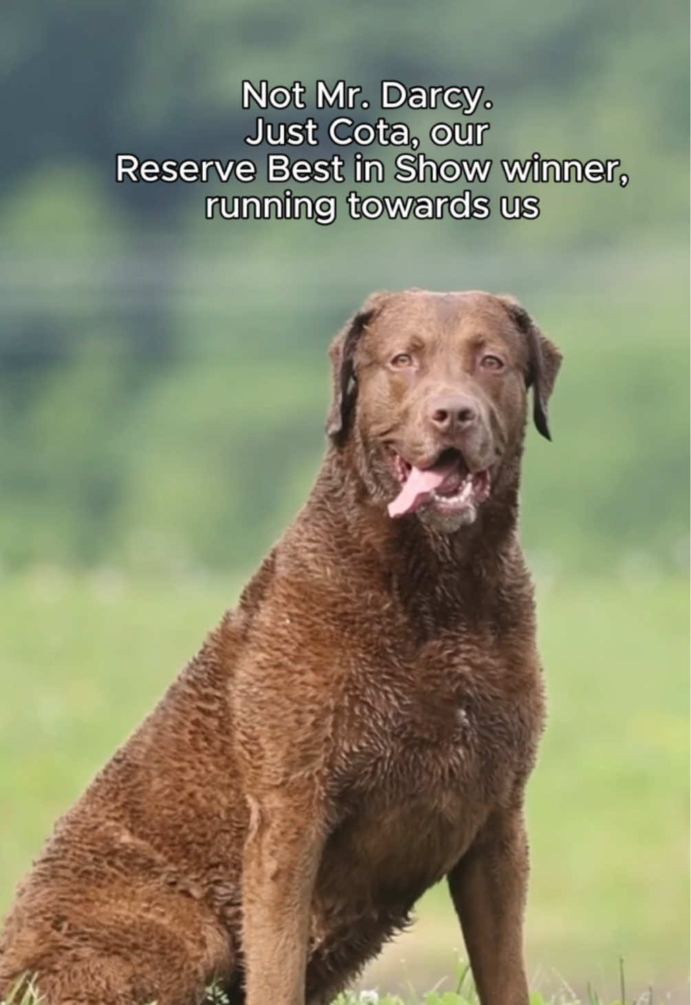 @Westminster Kennel Club