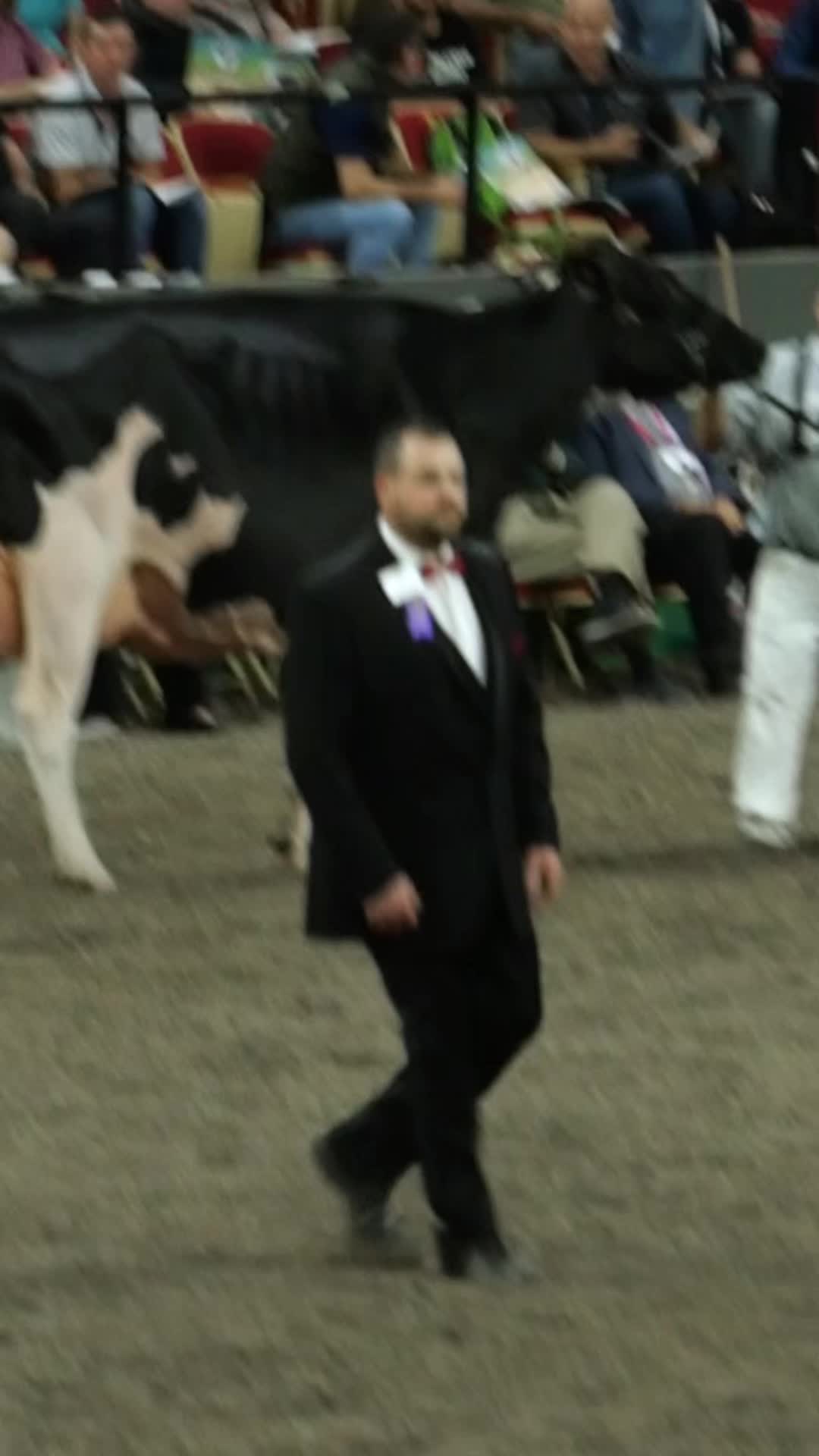 @Venture Holsteins