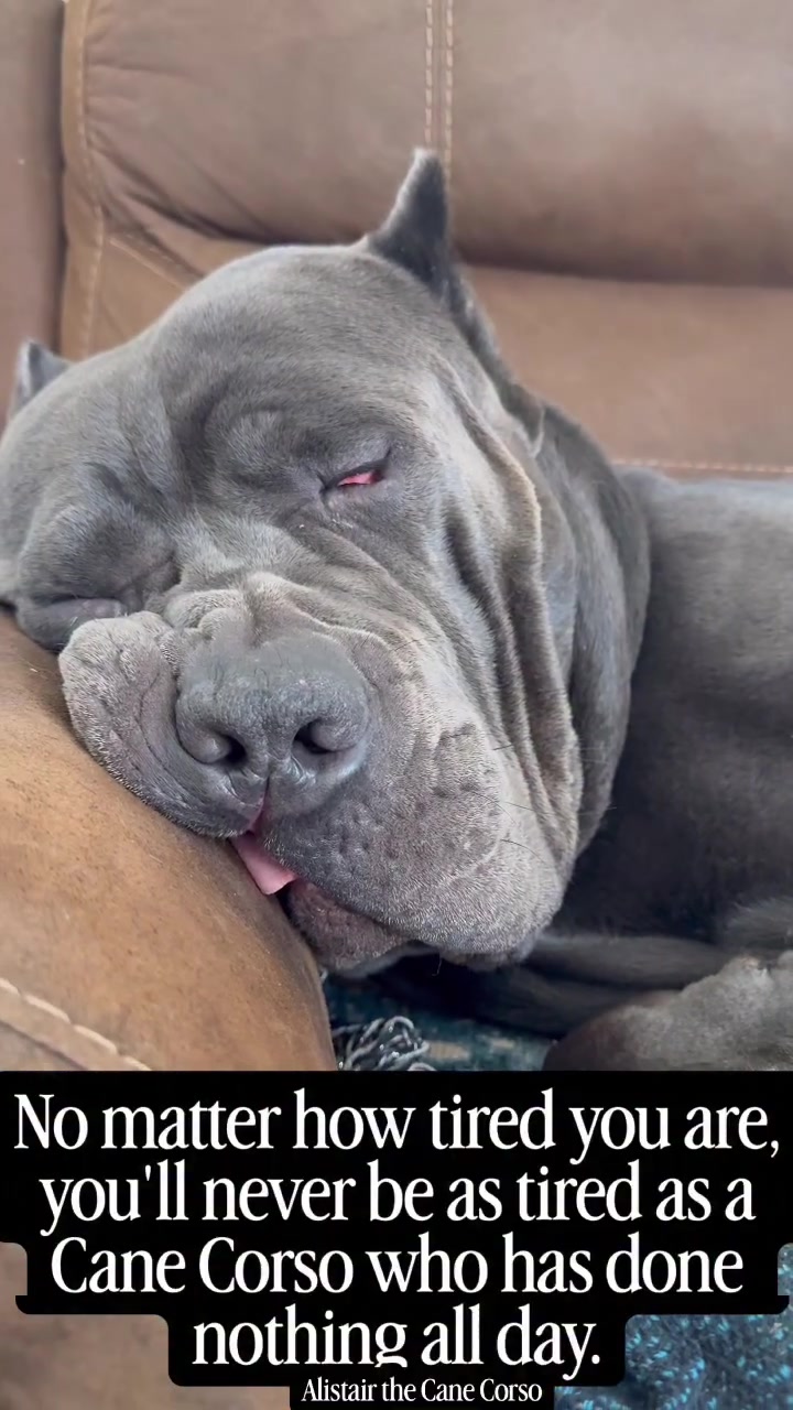 @Alistair the Cane Corso
