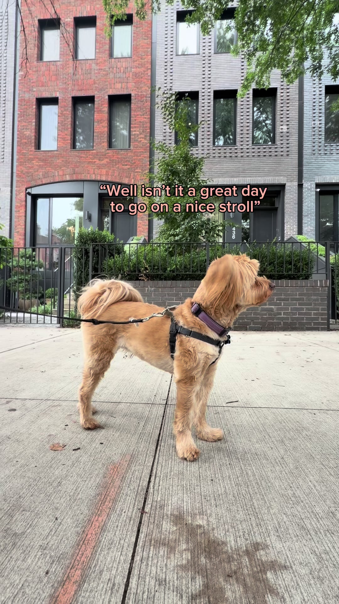 @Wigglee Waggle Inc.