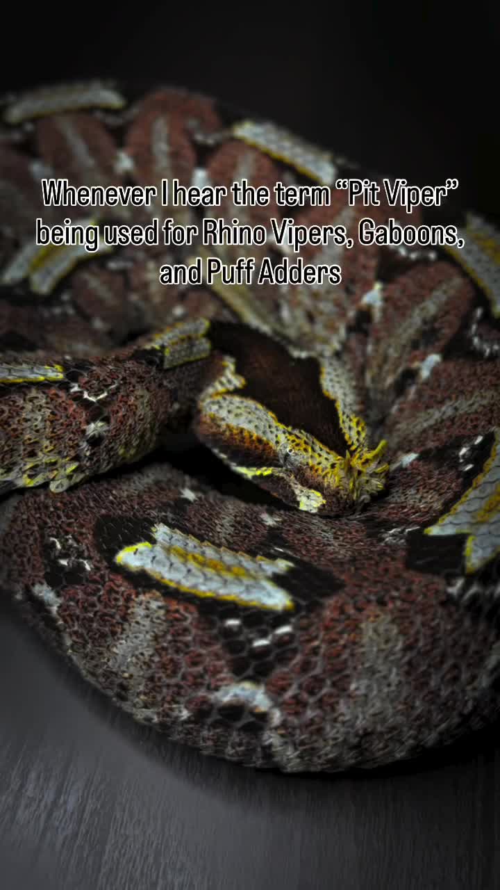@SavageryReptiles