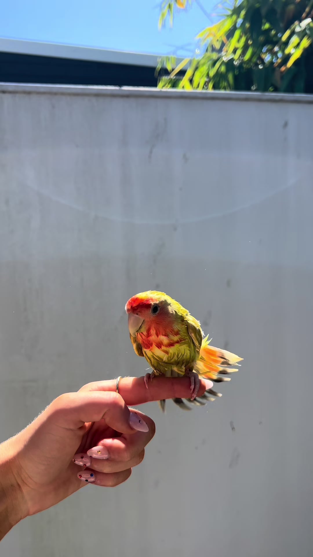 @JARVIS 🐥 the lovebird