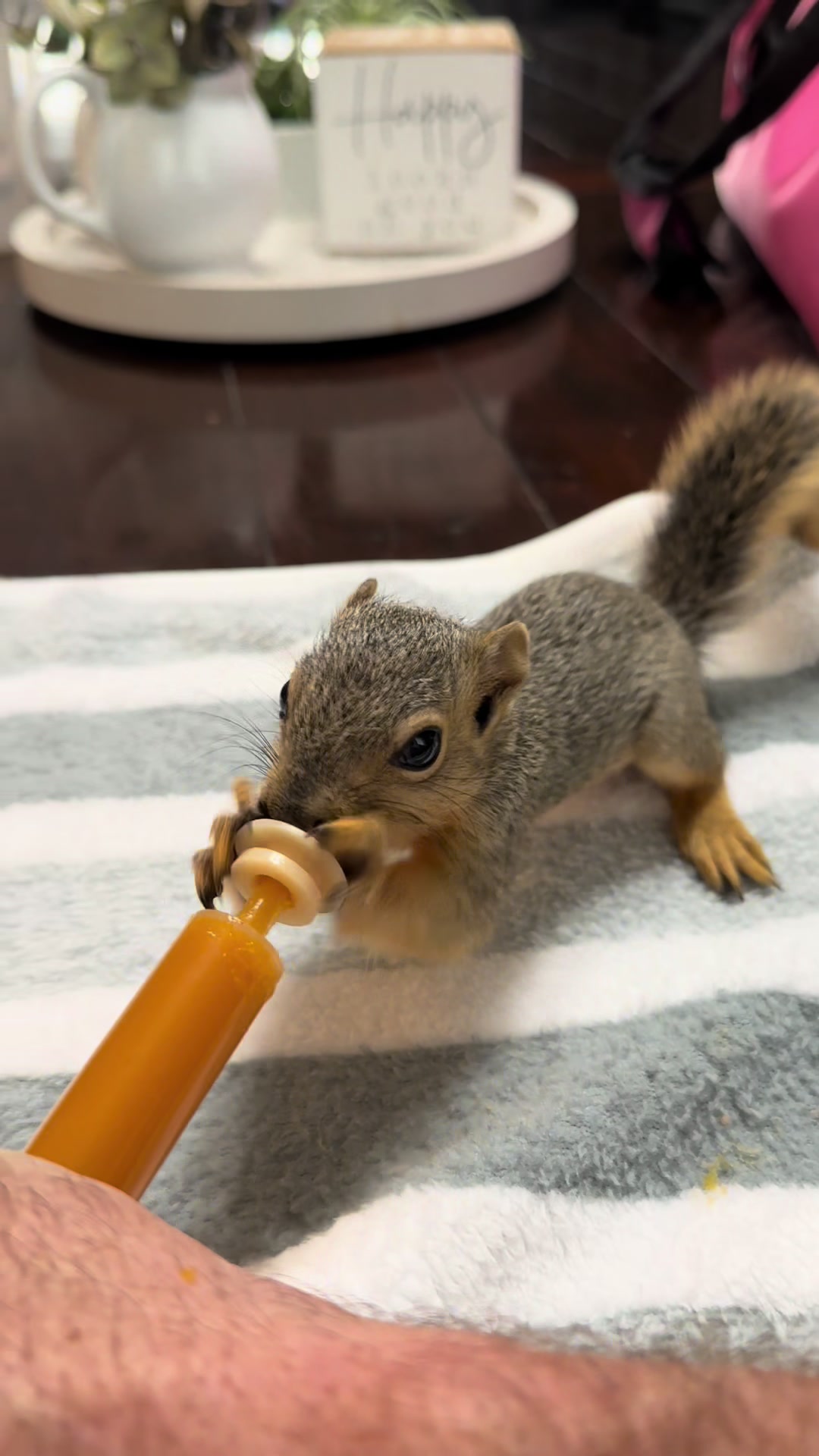 @Squirrel Guy