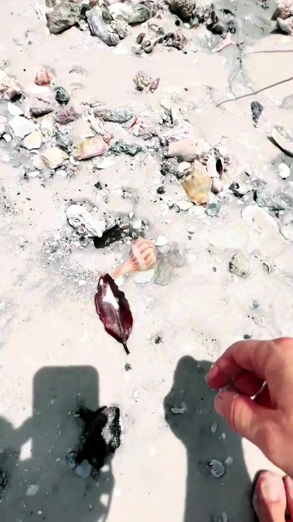 @Southwest Florida Shelling