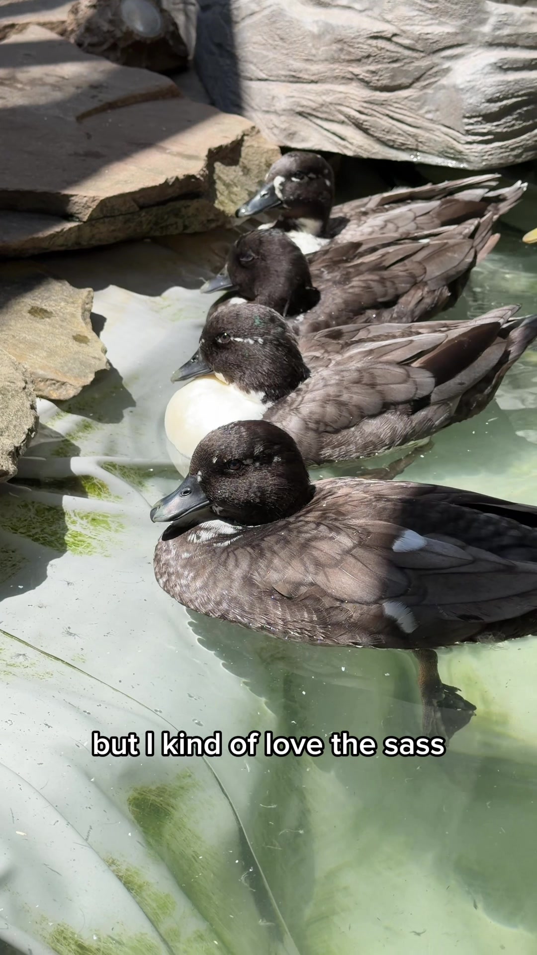 @The Quack House