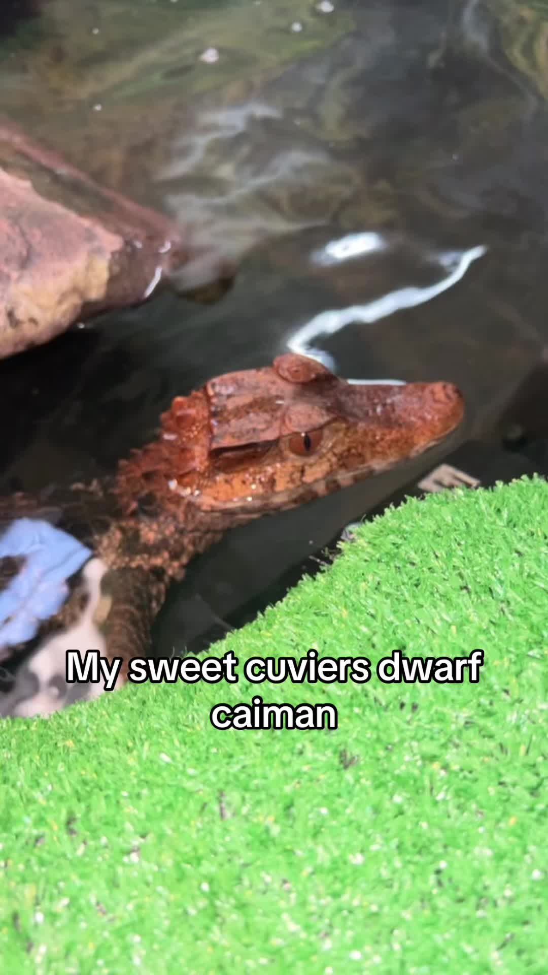@Crazycaimanlady