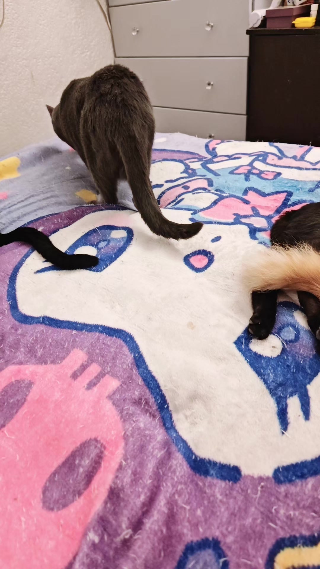 @LeztI 😻😺😽💕