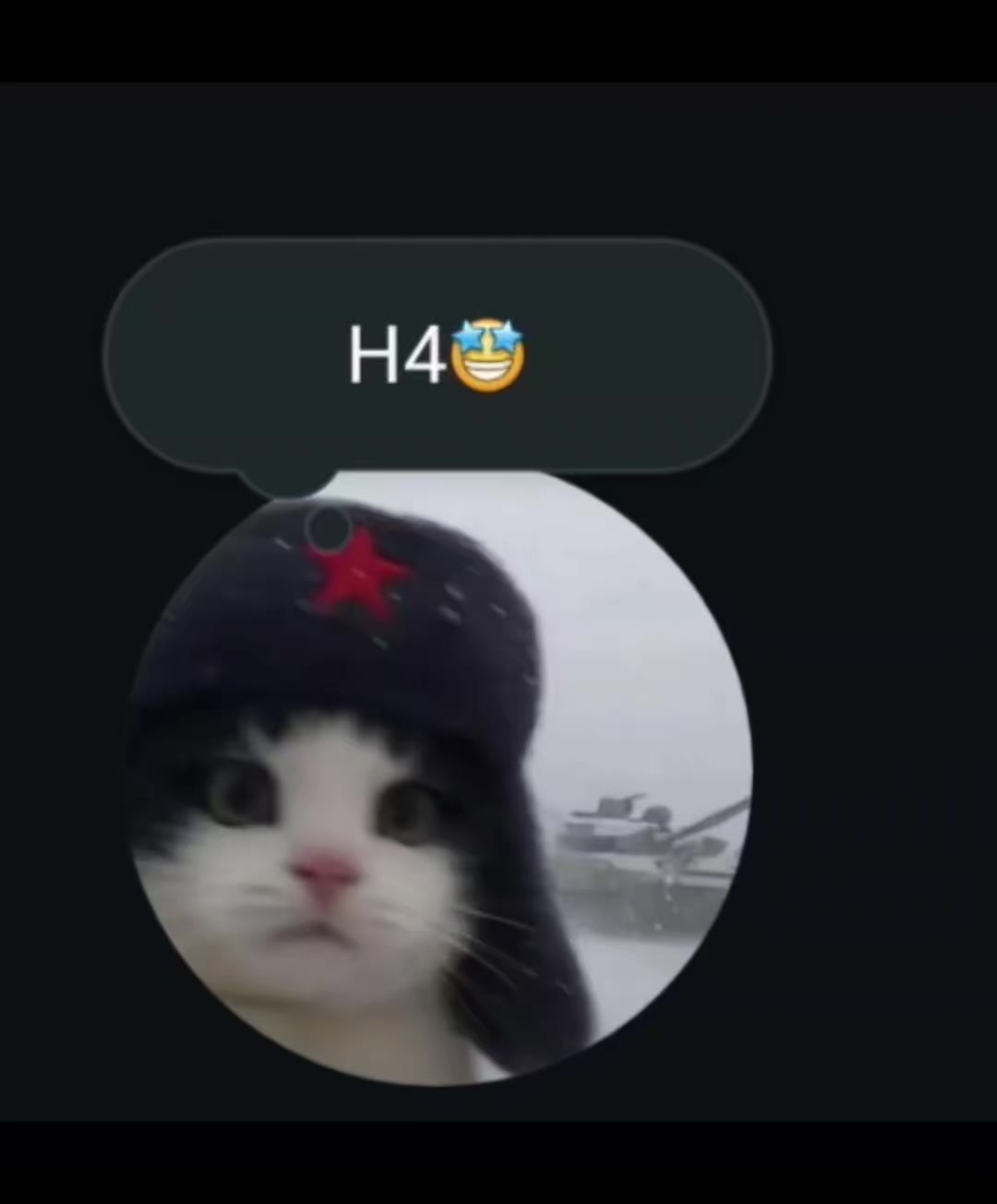 @gato de combate